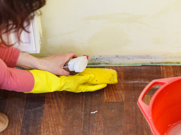 Why You Should Choose Our Mold Remediation Services in Orange Park, FL